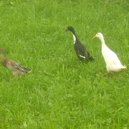 Fischenhaus * Mondsee