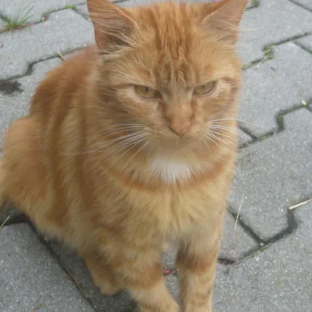 Fischenhaus * モントゼー