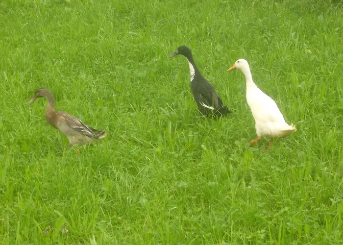 Fischenhaus * Mondsee