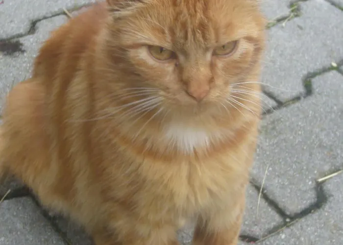 Fischenhaus * Mondsee